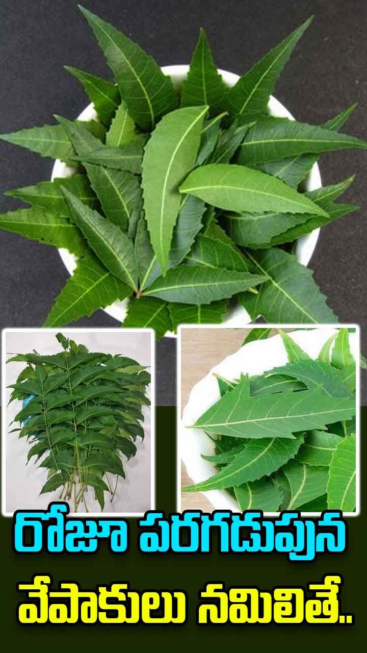 రోజూ పరగడుపున వేపాకులు నమిలితే ఎన్ని లాభాలో తెలుసా..