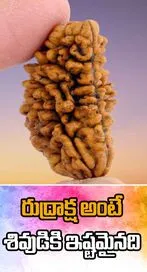 రుద్రాక్ష గురించి మీకు తెలుసా..