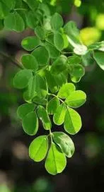 ఈ ఆకు రసంతో షుగర్ కంట్రోల్.. సూపర్ చిట్కా..