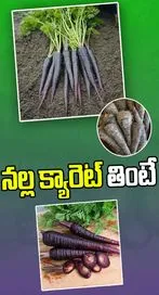  నల్ల క్యారెట్‌ తింటే ఇన్ని లాభాలా..?.