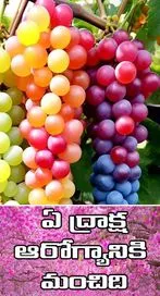 ఆరోగ్యానికి ఏ కలర్ ద్రాక్ష మంచిది