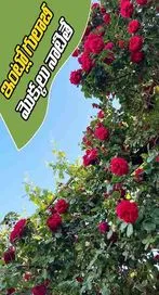 ఇంట్లో గులాబీ మొక్కలు నాటితే ఏమి జరుగుతుంది