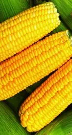 మధుమేహంతో బాధపడే వారు మొక్క జొన్న తినొచ్చా?