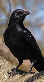 కాకుల గురించి ఈ విషయాలు తెలుసా? 