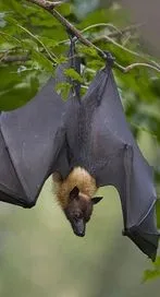 గబ్బిలాలు తలకిందులుగా ఎందుకు వేలాడుతాయి?