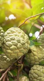 సీతాఫలాన్ని వీళ్లు అస్సలు తినకూడదు