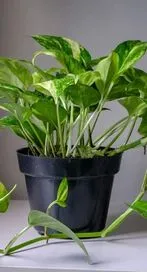 మనీ ప్లాంట్ ఇలా ఉంటే నష్టాలు మీ వెంటే...