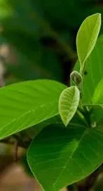 నోటి పూతను తగ్గించే పైసా ఖర్చు లేని సింపుల్ చిట్కా..  