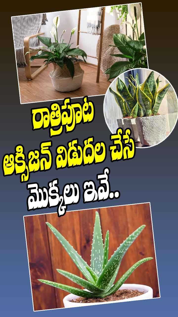 రాత్రిపూట ఆక్సిజన్ విడుదల చేసే మొక్కలు ఇవే..