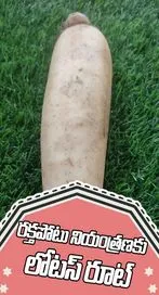 బరువు తగ్గడానికి రక్తపోటు నియంత్రణకు లోటస్ రూట్ కు చెక్ 