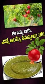 దానిమ్మ ఆకుల్లో ఇన్ని ఔషధ గుణాలా..? తెలుసుకుంటే షాక్..!