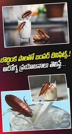  బొద్దింక పాలతో బంపర్‌ బెనిఫిట్స్‌..! ఆరోగ్య ప్రయోజనాలు తెలిస్తే…