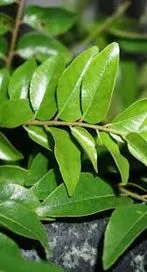 కరివేపాకుతో బోలెడు ప్రయోజనాలు