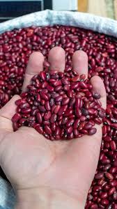 పవర్ హౌస్ ఆఫ్ ప్రోటీన్స్ 'రాజ్మా'