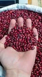 పవర్ హౌస్ ఆఫ్ ప్రోటీన్స్ 'రాజ్మా'