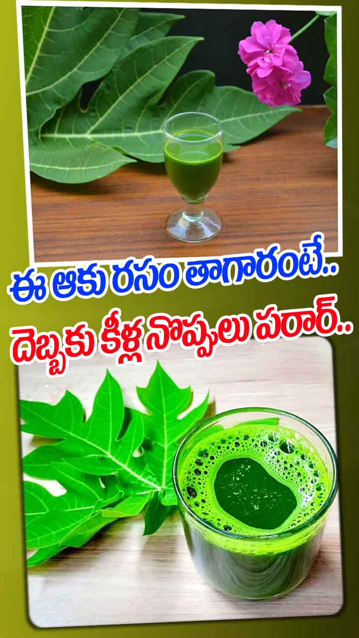 ఈ ఆకు రసం తాగారంటే.. దెబ్బకు కీళ్ల నొప్పులు పరార్..
