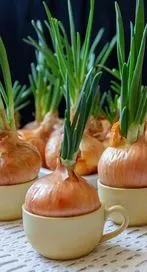 మొలకెత్తిన ఉల్లిపాయ తింటే ఏం అవుతుందో తెలుసా...