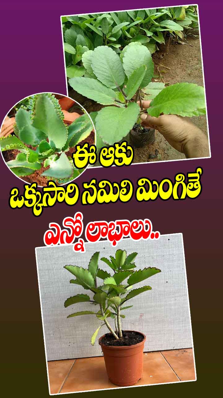 ఈ ఆకును తింటే చాలు కిడ్నీలో రాళ్లు మాయం..!