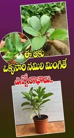 ఈ ఆకును తింటే చాలు కిడ్నీలో రాళ్లు మాయం..!