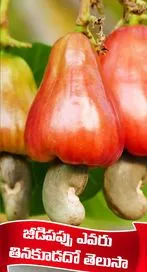 ఈ సమస్యలు ఉన్నవారు జీడిపప్పు తినవచ్చా