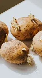 మొలకెత్తిన బంగాళదుంపలు తింటున్నారా.. అయితే జాగ్రత్త..