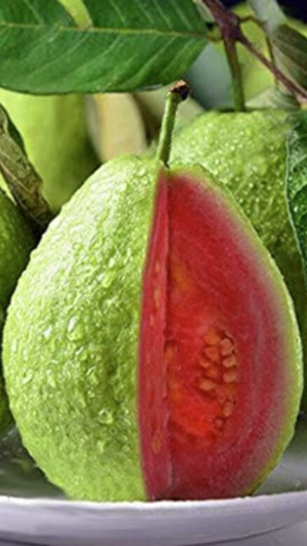 ఖాళీ కడుపుతో జామపండు తినడం మంచిదేనా?