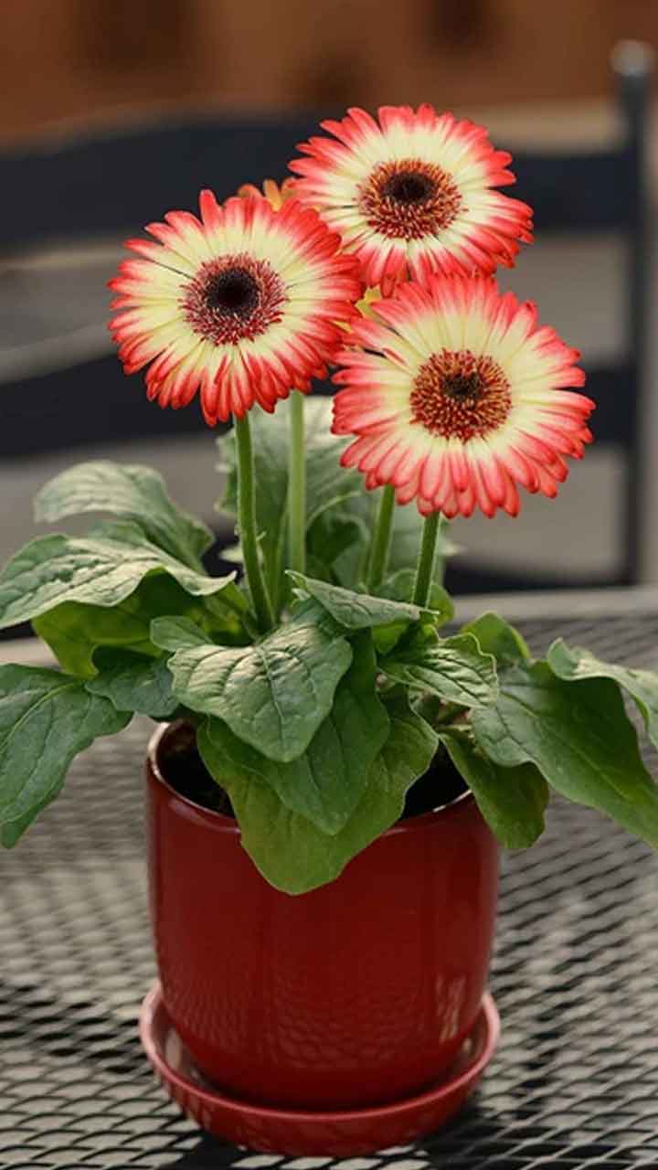 Oxygen given plants at night - ShareChat
