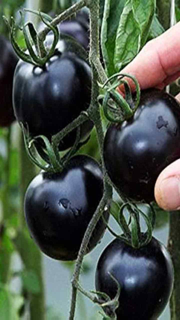 నల్ల టమాటాల లాభాలు తెలిస్తే నోరెళ్ల బెడతారు...