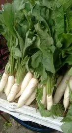 శీతాకాలంలో ముల్లంగి తినవచ్చా?