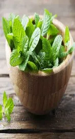 పుదీనా తరచుగా తీసుకుంటే.. ఈ సమస్యలన్నీ పరార్..