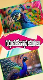 నెమలి ఈకలను ఇంట్లోని ఏ ప్రదేశాల్లో పెడితే మంచిదో తెలుసా