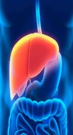 మీ లివర్‌ హెల్త్ కోసం ఈ సూపర్ ఫుడ్స్ తీసుకోండి.. 