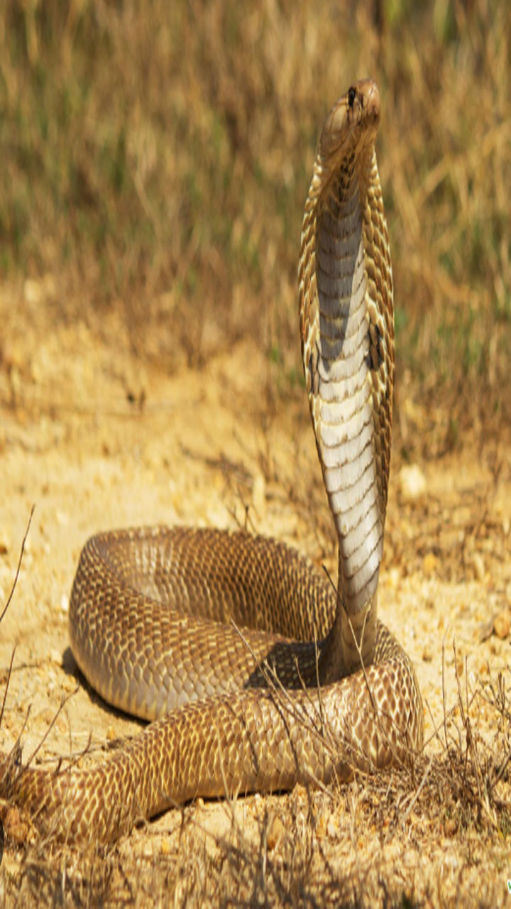 Snakes: పాములను సైతం వేటాడి చంపగలిగే పక్షులు..!